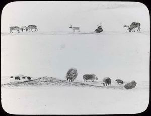 Image of Drawing of Musk-Oxen and Caribou